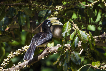 Oriental pied hornbill in Koh Adang national park, Thailand