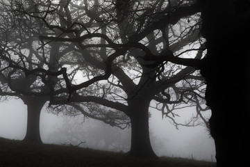Trees in Morning mist at Felbrigg Park Norfolk