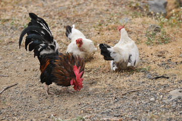 Colorful bantum Chicken and long tail standing on ground and family