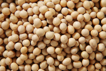 soy beans