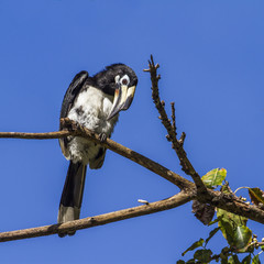 Oriental pied hornbill in Koh Adang national park, Thailand
