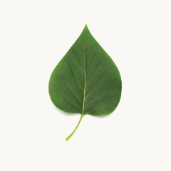 Green plant leaf isolated on a white background