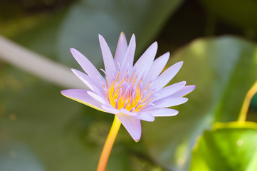 Close up to light purple lily on the green leaf