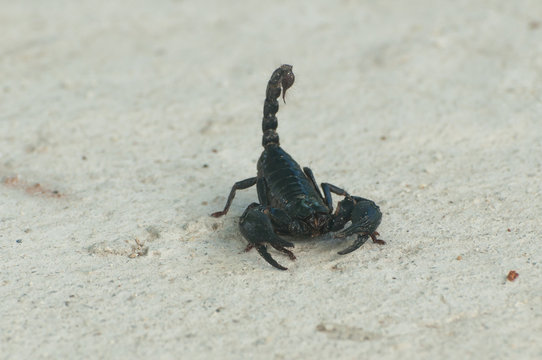 Emperor Scorpion or black scorpion ( Pandinus imperator) on concrete background