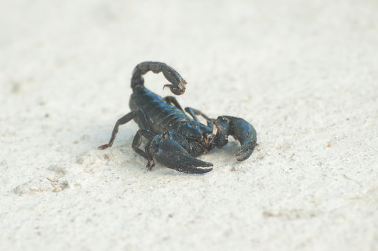 scorpion (Pandinus imperator) on concrete background