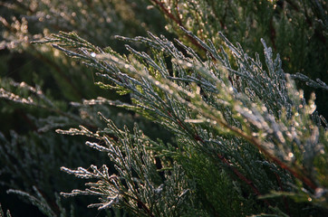 Abstract background from a grass covered with hoarfrost. Shallow depth of field.