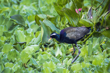 Bronze-winged jacana Ban Thale Noi, nature reserve, Thailand