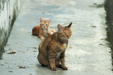 Obraz premium Selective focus on cat on the floor