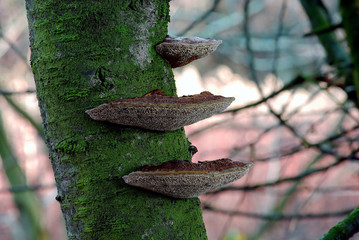 Grzyby rosnące na drzewie © Jozef