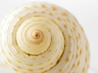 sea shell