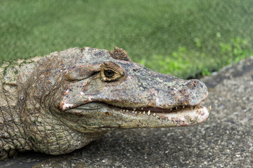 Crocodile