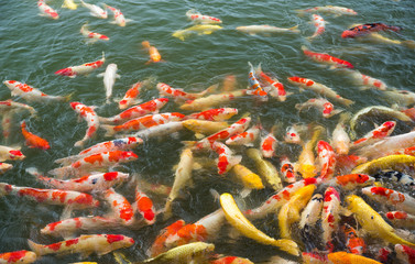Fototapeta na wymiar Koi fish swimming in the pond