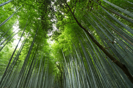 Fototapeta Bamboo forest