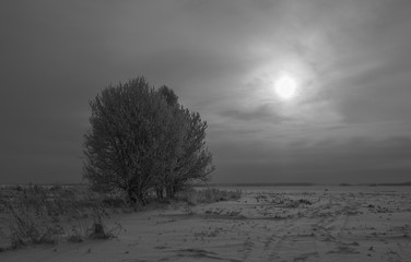 Черно-белый зимний пейзаж с видом заснеженных деревьев в поле на фоне солнца за облаками 