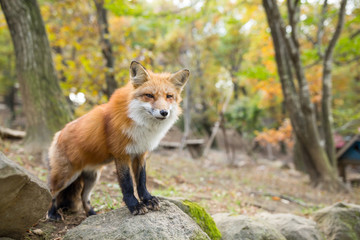 Fox standing outside