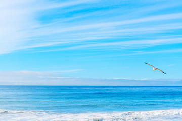Seagull flying in California coastline