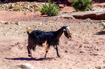 Brown Damascus Goat in the ancient city of Petra