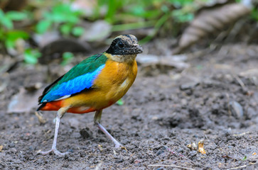 Blue-winged Pitta(Blue-winged Pitta),colorful bird standing on ground.
