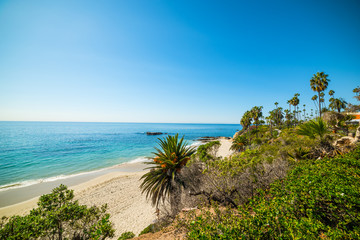 palms by the shore in Laguna Beach