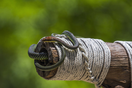 Golden flying snake in Koh Adang national park, Thailand