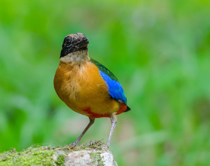 Blue-winged Pitta(Blue-winged Pitta),colorful bird standing on stone