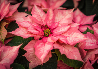 pink marble poinsettia closeup 

