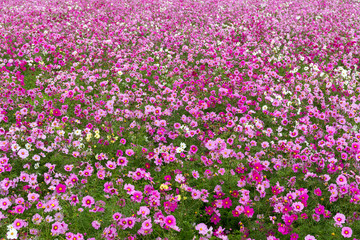 Flower Cosmos field