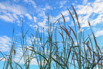 poaceae with blue sky background