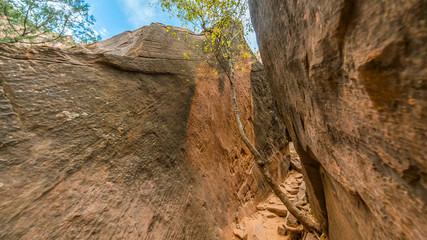 The path to the Emerald Pools through the cliffs and forest. EMERALD POOLS TRAIL, Zion National Park, Utah, USA