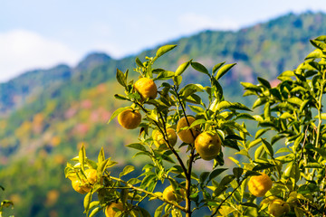 ゆず　京都大原