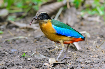 Blue-winged Pitta(Blue-winged Pitta),colorful bird standing on ground.