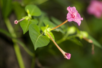 Mirabilis jalapa. A great flower blooms in a jungle clearing. Guatemala tropical.
