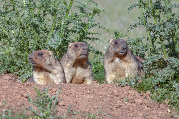 cute furry marmots