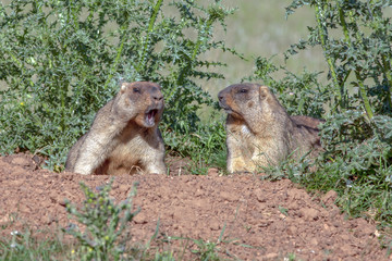 cute furry marmots