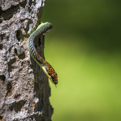 Golden flying snake in Koh Adang national park, Thailand