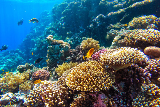 Fototapeta red sea underwater coral reef