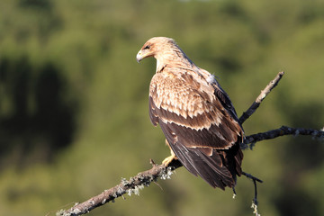 2 years old Spanish imperial eagle. Aquila adalberti