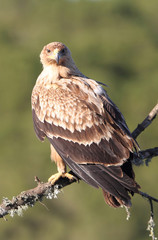 2 years old Spanish imperial eagle. Aquila adalberti