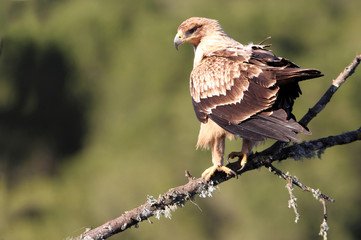 2 years old Spanish imperial eagle. Aquila adalberti