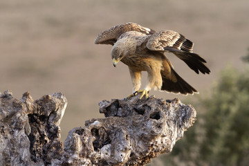 2-3 years old Spanish imperial eagle. Aquila adalberti