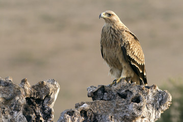 2-3 years old Spanish imperial eagle. Aquila adalberti