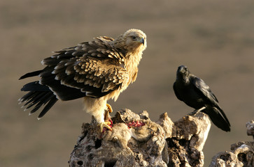 2-3 years old Spanish imperial eagle and common raven. Aquila adalberti