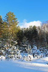 Beautiful winter landscape. Winter forest on a sunny day.