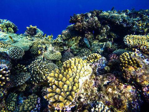 Fototapeta red sea underwater coral reef