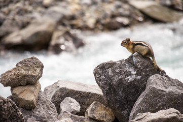 ground squirrel at N. Saskatchewan River, Jasper National Park, CA
