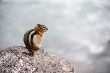 ground squirrel at N. Saskatchewan River, Jasper National Park, CA