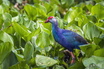 Purple Swamphen in Ban Thale Noi, nature reserve, Thailand