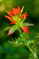 Wildflowers in Jasper Nat'l Park, Alberta, CA