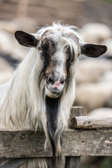 Portrait of goat. The portrait of goat on background on the goat farm.