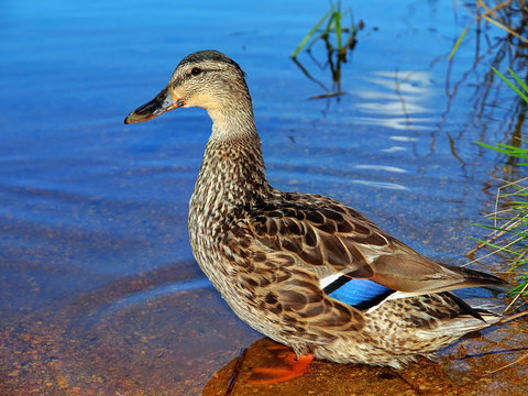 Schwimmhaut Bilder Durchsuchen 1,160 Archivfotos, und